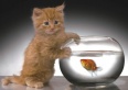 Kotě a zlatá rybka